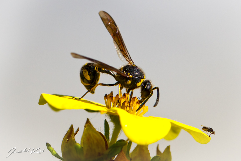 Jízlivka (Eumenes coronatus), Hradišťany