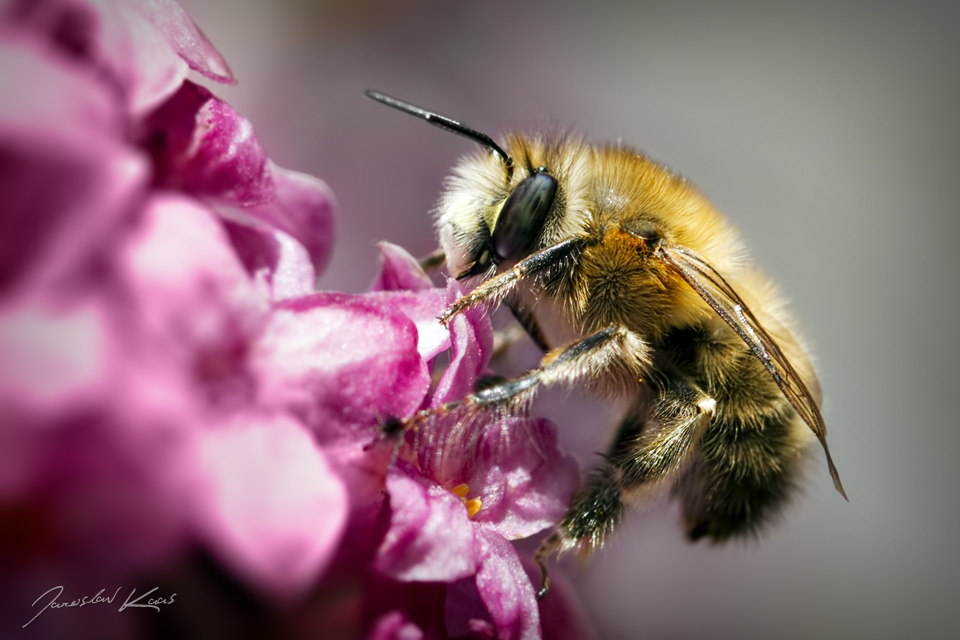 Pelonoska hluchavková - samec (Anthophora plumipes - male), Hradišťany