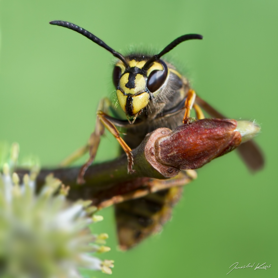 Vosa obecná - samice (Vespula vulgaris - female), Plzeň, Radčický les