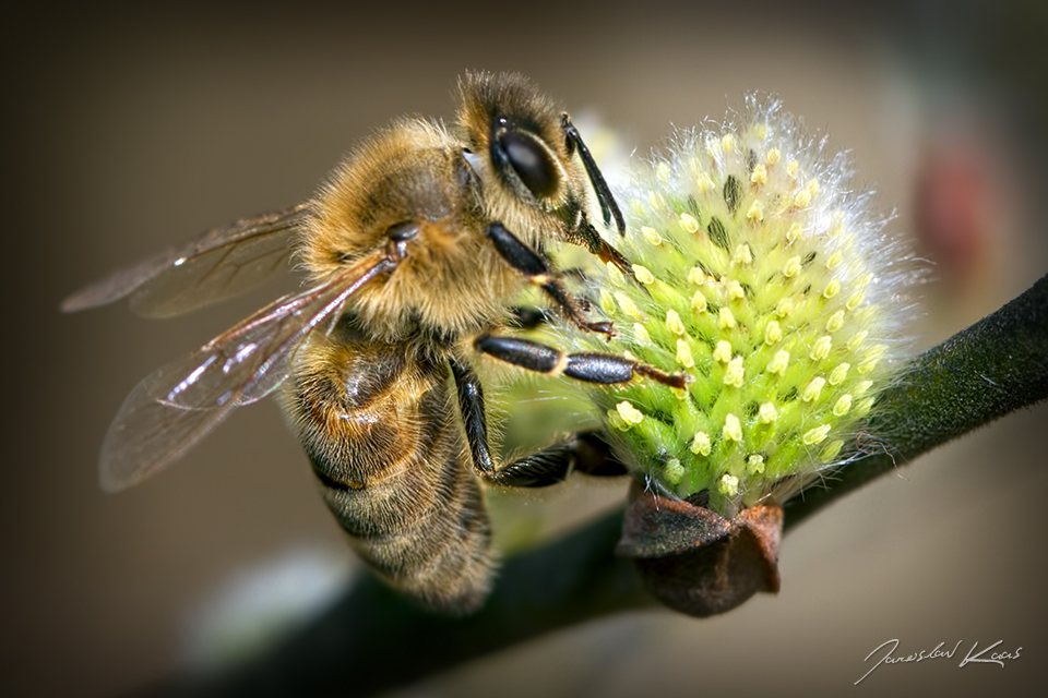 Včela medonosná (Apis mellifera), Plzeň, Radčický les