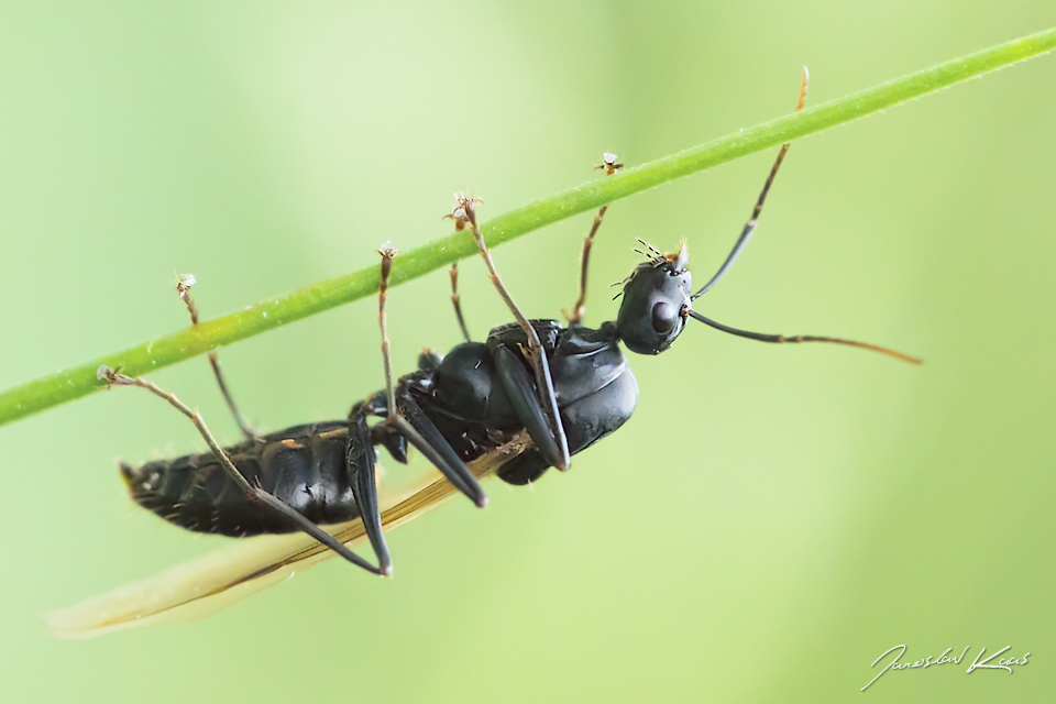 Mravenec obrovský, samec / Camponotus cf. herculeanus, male / Black carpenter ant, Chlumská hora