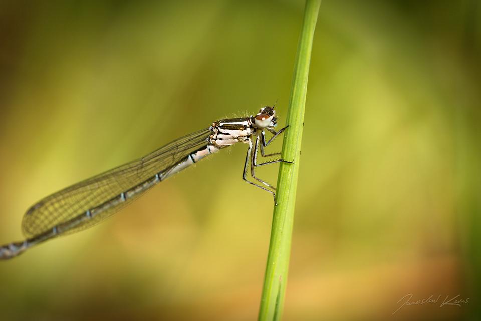 Šidélko kroužkované, samice / Enallagma cyathigerum, female / Common Blue Damselfly, Františkovy Lázně, Krapice