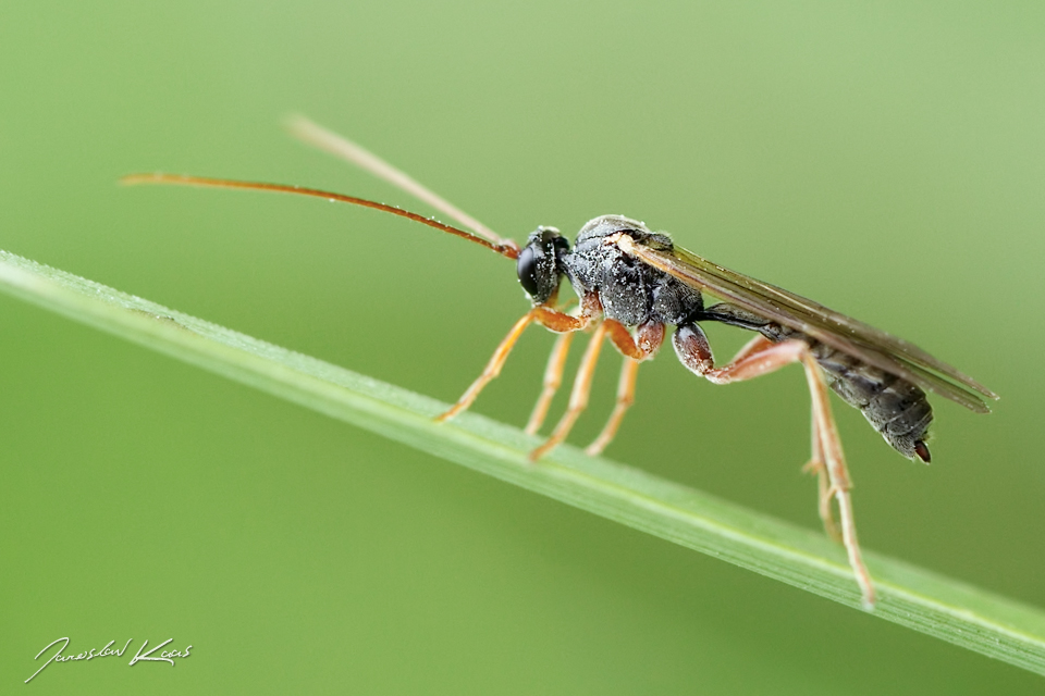 Lumek - samice (cf. Dyspetes praerogator - female), Chlumská hora