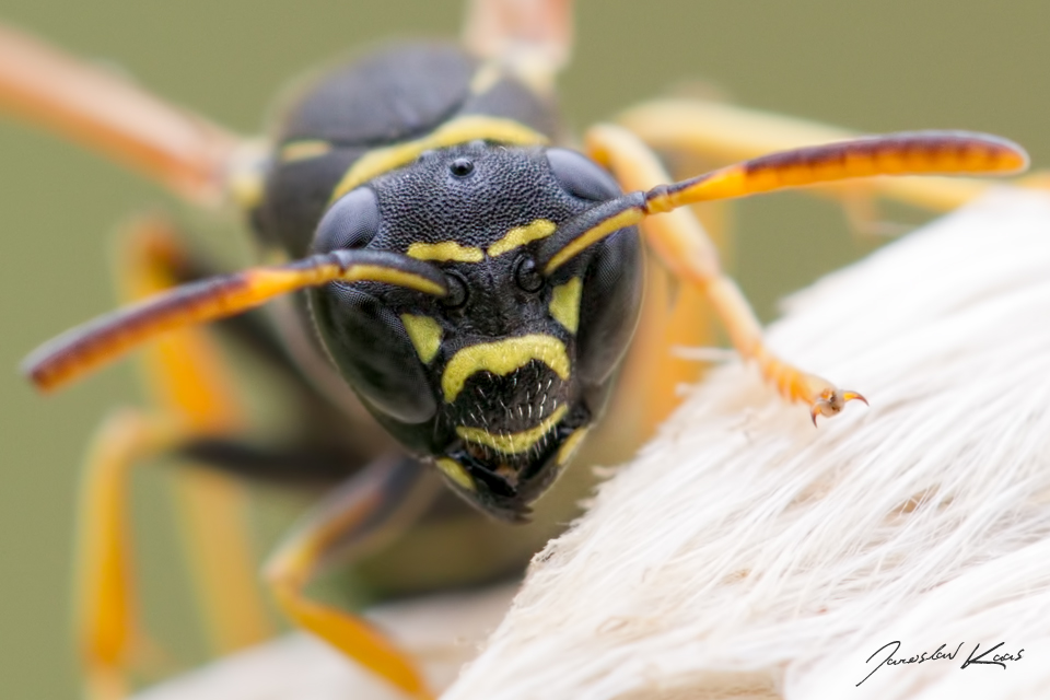 Vosík - samice (Polistes bischoffi - female), Chlumská hora