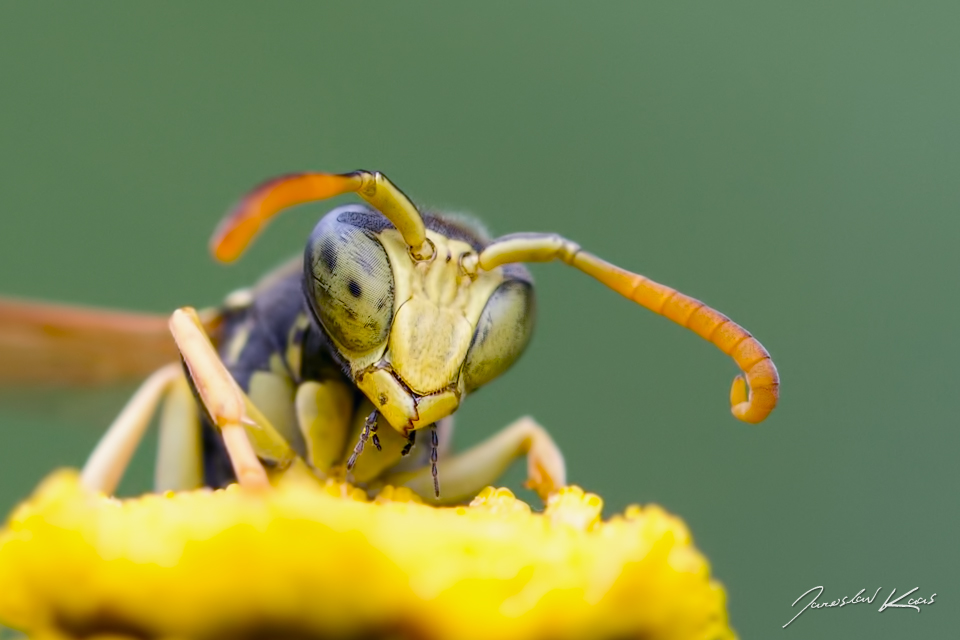 Vosík - samec (Polistes bischoffi - male), Chlumská hora