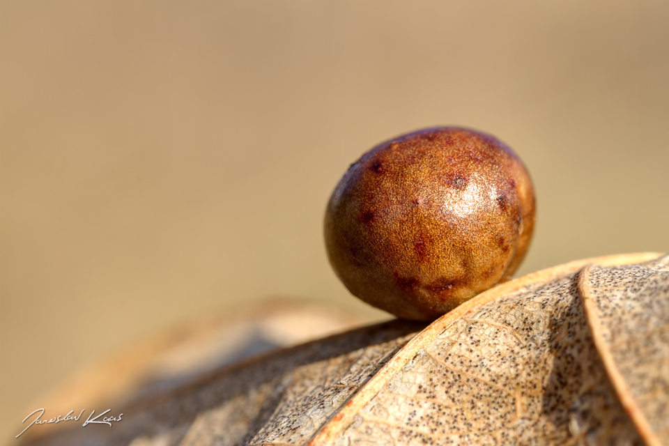 Žlabatka duběnková - hálka / Andricus kollari - gall, Plzeň, Radčický les