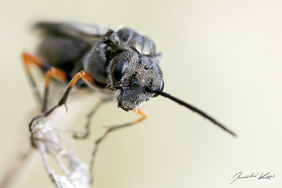 Pilatka / Dolerus gonager, Chlumská hora