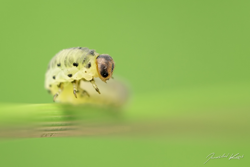 Sciapteryx consobrina, sawfly larva, Krušné hory, Přírodní park Bezručovo údolí