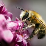 Pelonoska hluchavková - samec (Anthophora plumipes - male), Hradišťany