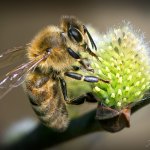 Včela medonosná (Apis mellifera), Plzeň, Radčický les