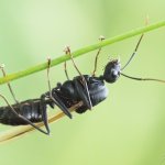 Mravenec obrovský, samec / Camponotus cf. herculeanus, male / Black carpenter ant, Chlumská hora