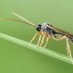 Lumek - samice (cf. Dyspetes praerogator - female), Chlumská hora