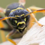 Vosík - samice (Polistes bischoffi - female), Chlumská hora