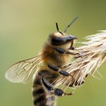 Včela medonosná tmavá / Apis mellifera mellifera / German honey bee, Staňkov - Krchleby