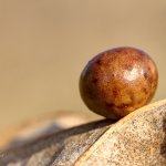 Žlabatka duběnková - hálka / Andricus kollari - gall, Plzeň, Radčický les