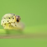 Sciapteryx consobrina, sawfly larva, Krušné hory, Přírodní park Bezručovo údolí