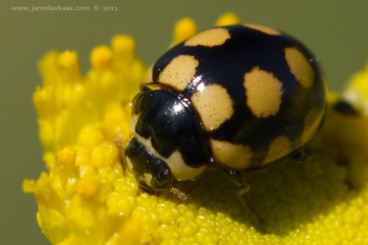 Slunéčko čtyřicetitečné (Coccinula quatuordecimpustulata), Radčický les