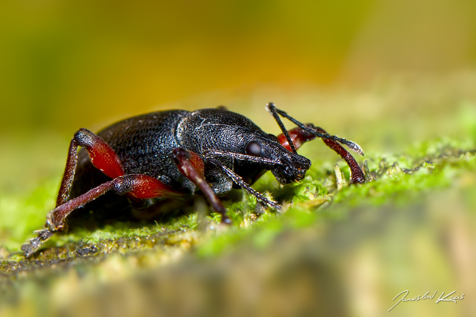 Lalokonosec (Otiorhynchus tenebricosus), Krkonošský národní park