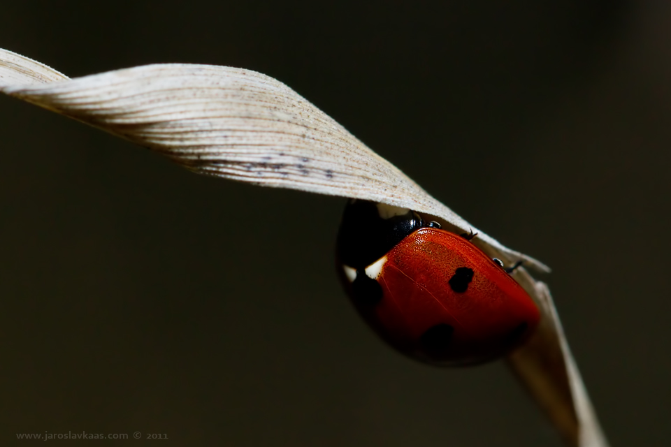 Slunéčko sedmitečné (Coccinella septempunctata), Chlumská hora