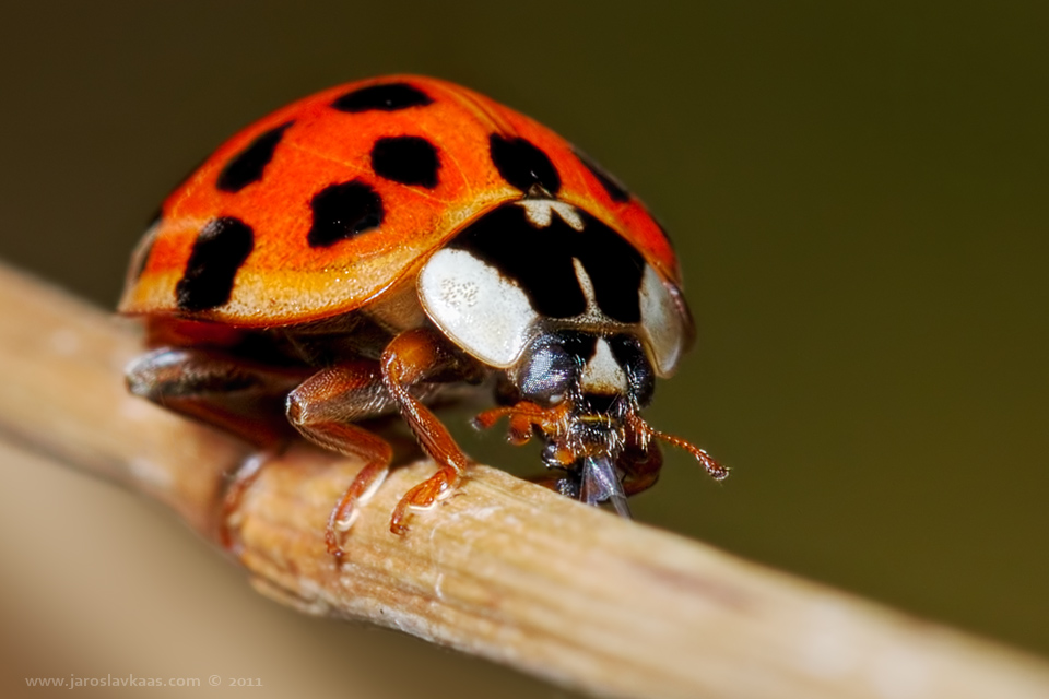 Slunéčko východní - samice (Harmonia axyridis var. novemdecimsignata - female), Stod