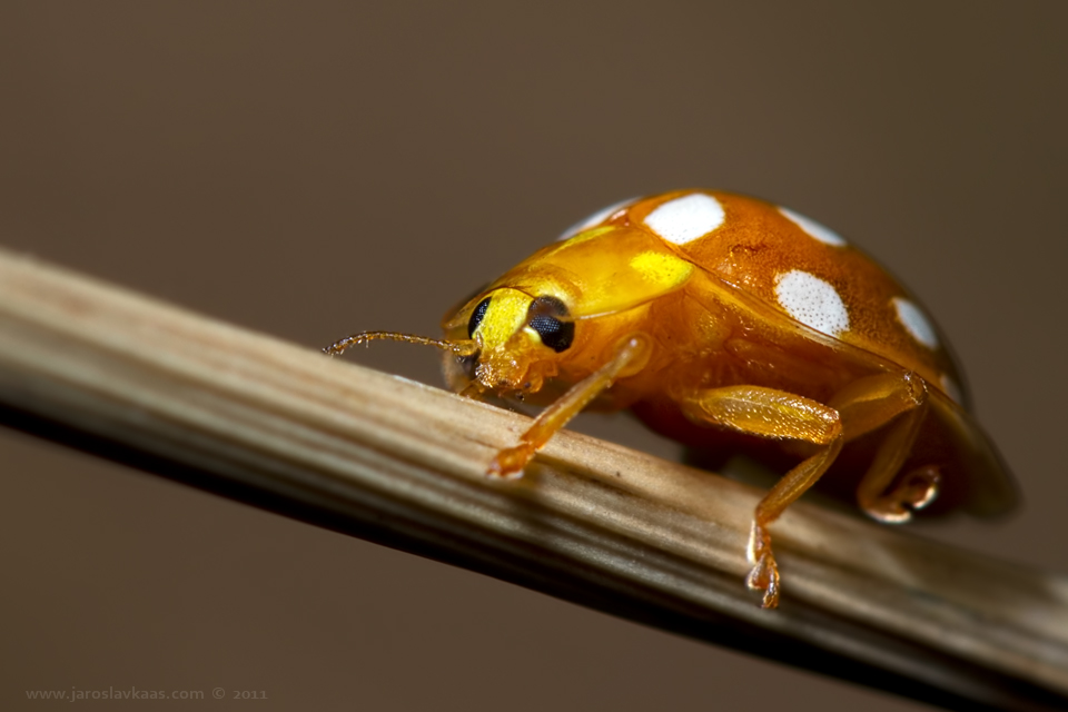 Slunéčko (Halyzia sedecimguttata), Stod