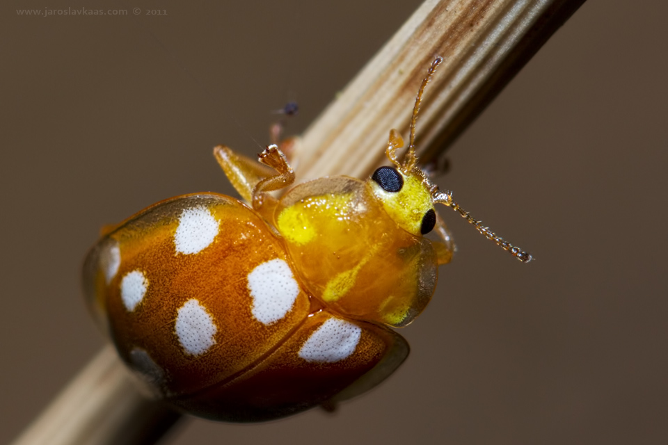 Slunéčko (Halyzia sedecimguttata), Stod