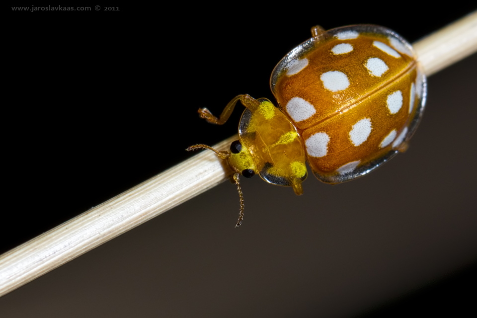 Slunéčko (Halyzia sedecimguttata), Stod