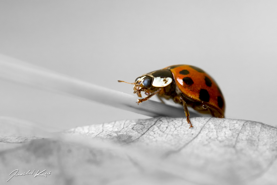 Slunéčko východní (Harmonia axyridis), Plzeň