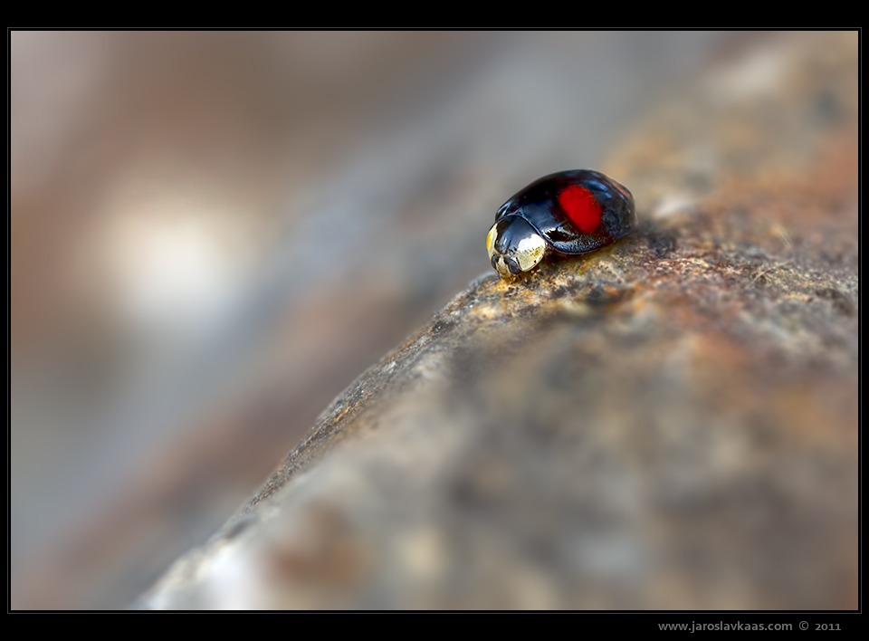 Slunéčko východní (Harmonia axyridis var. spectabilis), Plzeň