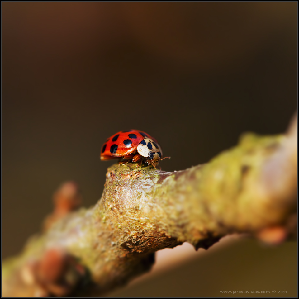 Slunéčko východní (Harmonia axyridis), Staňkov