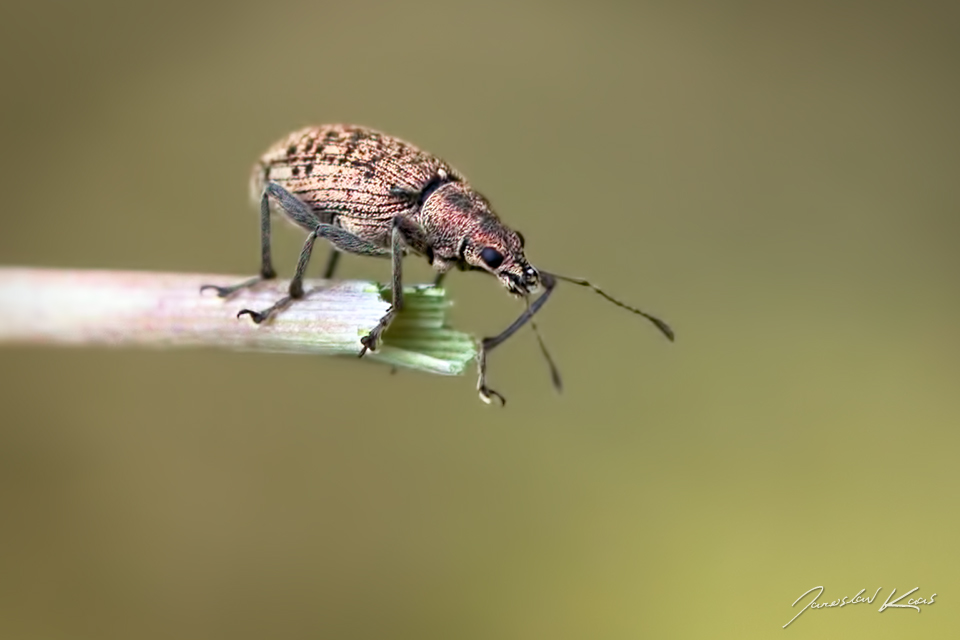 Polydrusus cervinus, Hradišťany