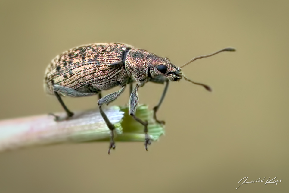 Polydrusus cervinus, Hradišťany