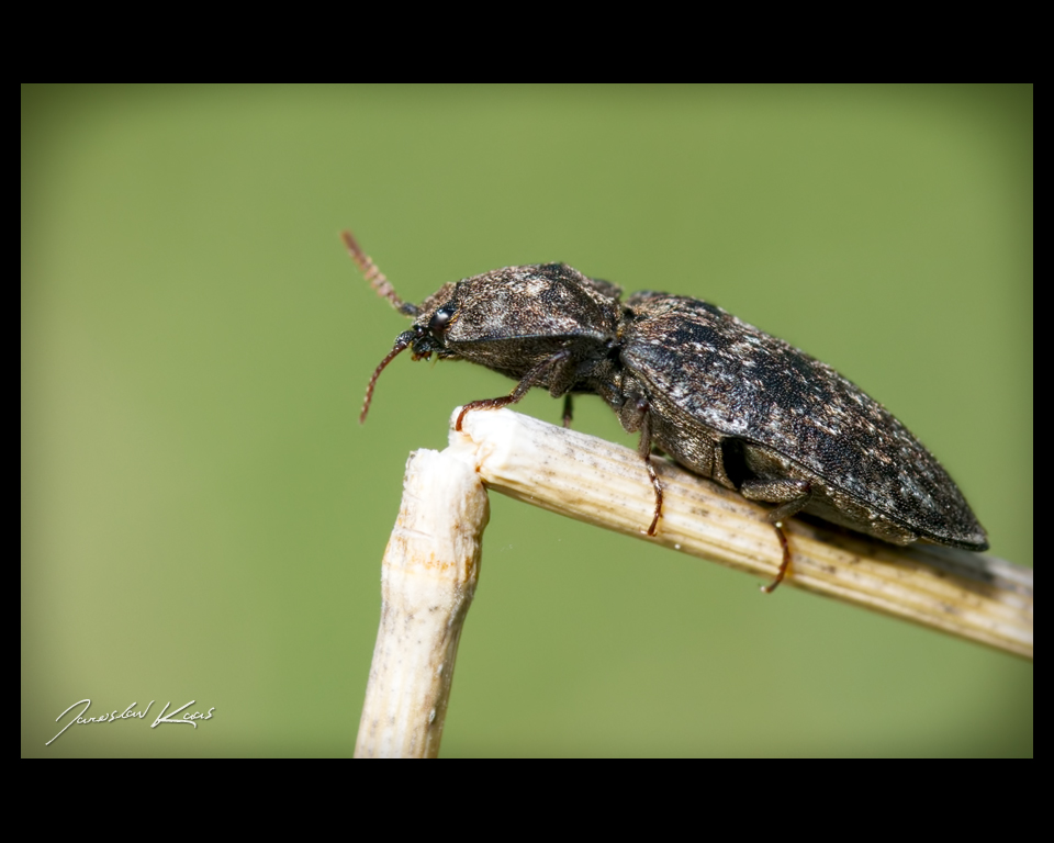 Kovařík šedý (Agrypnus murinus), Plzeň, Radčický les