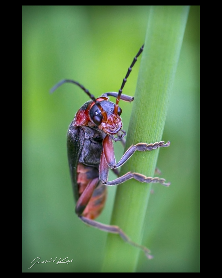 Páteříček obecný (Cantharis rustica), Staňkov