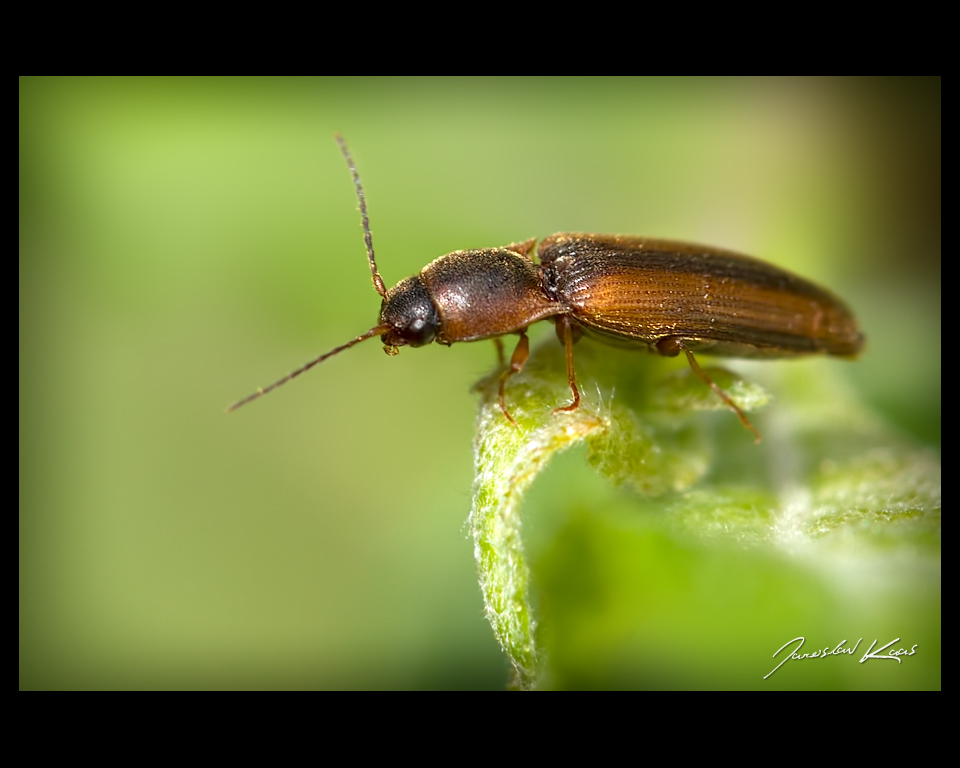 Kovařík lemovaný (Dalopius marginatus), Staňkov - Krchleby