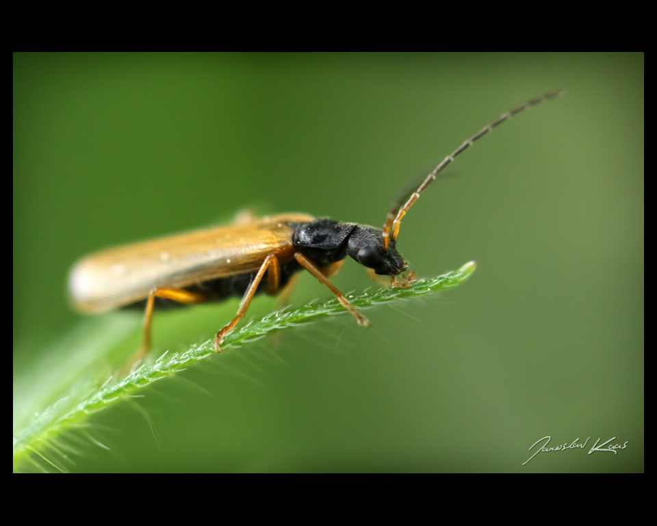 Páteříček (Rhagonycha lignosa), Chlumská hora