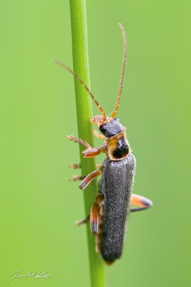 Páteříček černavý / Cantharis nigricans, Chlumská hora