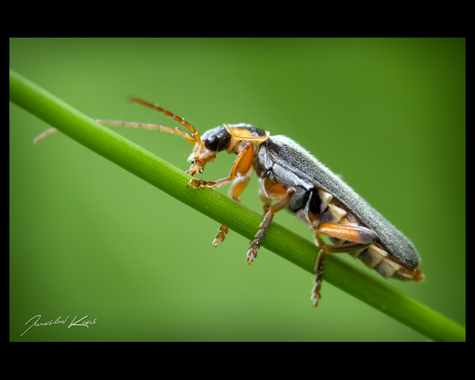 Páteříček černavý (Cantharis nigricans), Chlumská hora