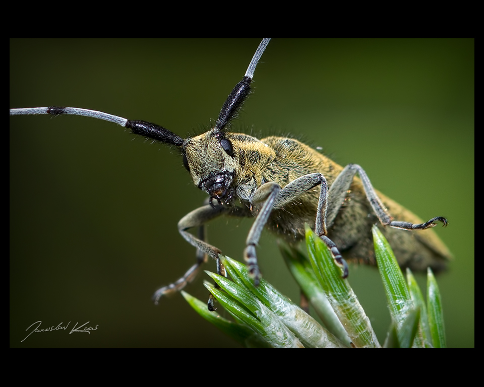 Tesařík úzkoštítý (Agapanthia villosoviridescens), Staňkov - Krchleby