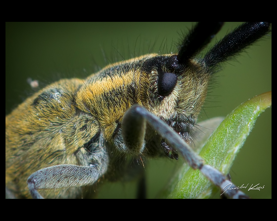 Tesařík úzkoštítý (Agapanthia villosoviridescens), detail, Staňkov - Krchleby