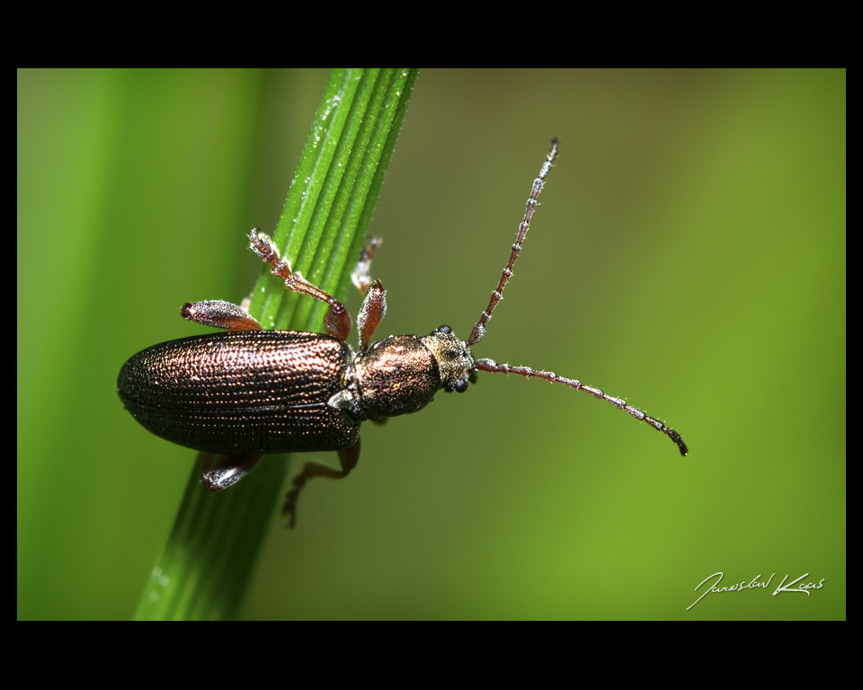 Plateumaris consimilis, Staňkov - Krchleby