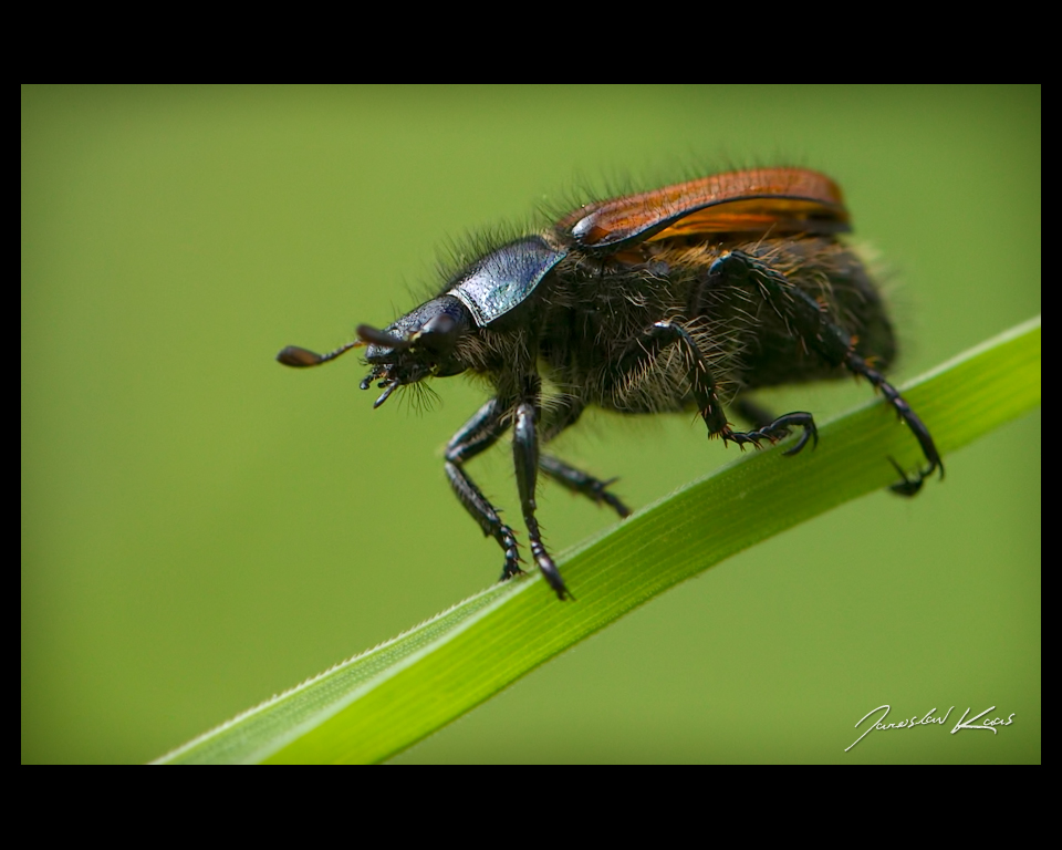 Listokaz zahradní (Phyllopertha horticola), Hradišťany