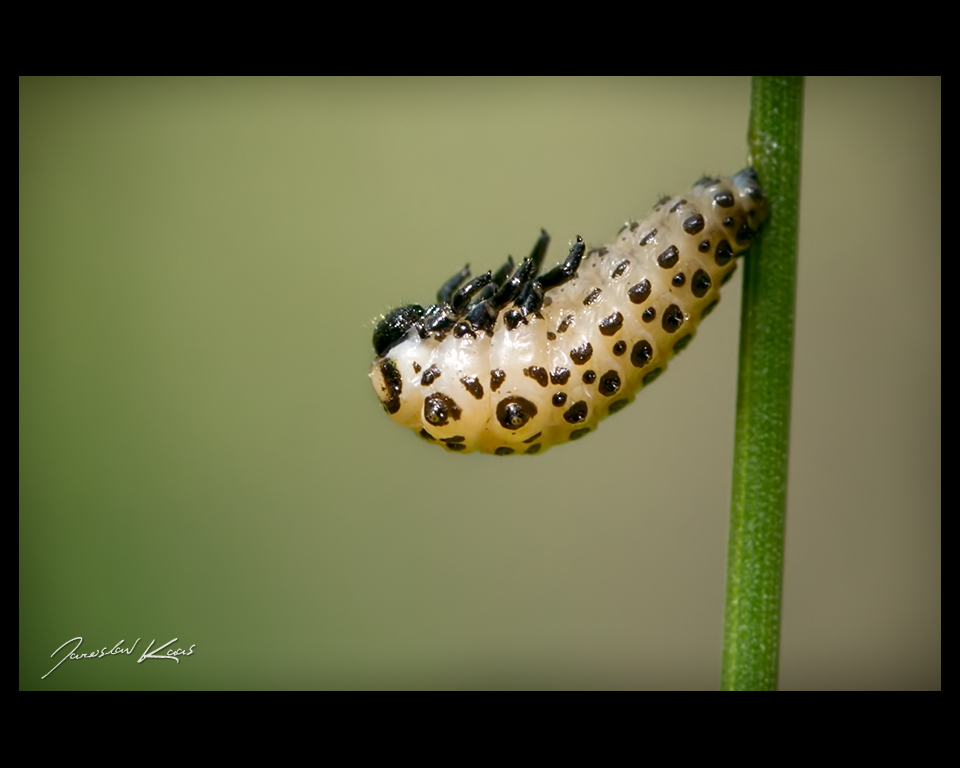 Mandelinka - předkukla (Chrysomela cuprea - prepupa), Hradišťany