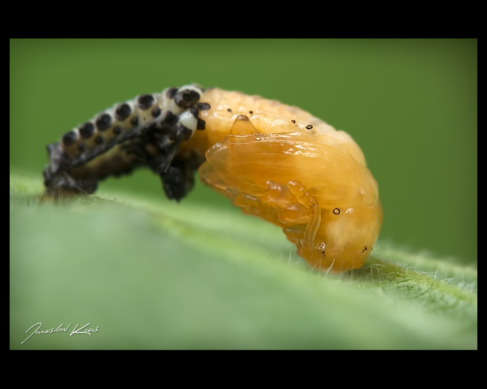 Mandelinka - kuklení (Chrysomela cuprea - pupation), Hradišťany