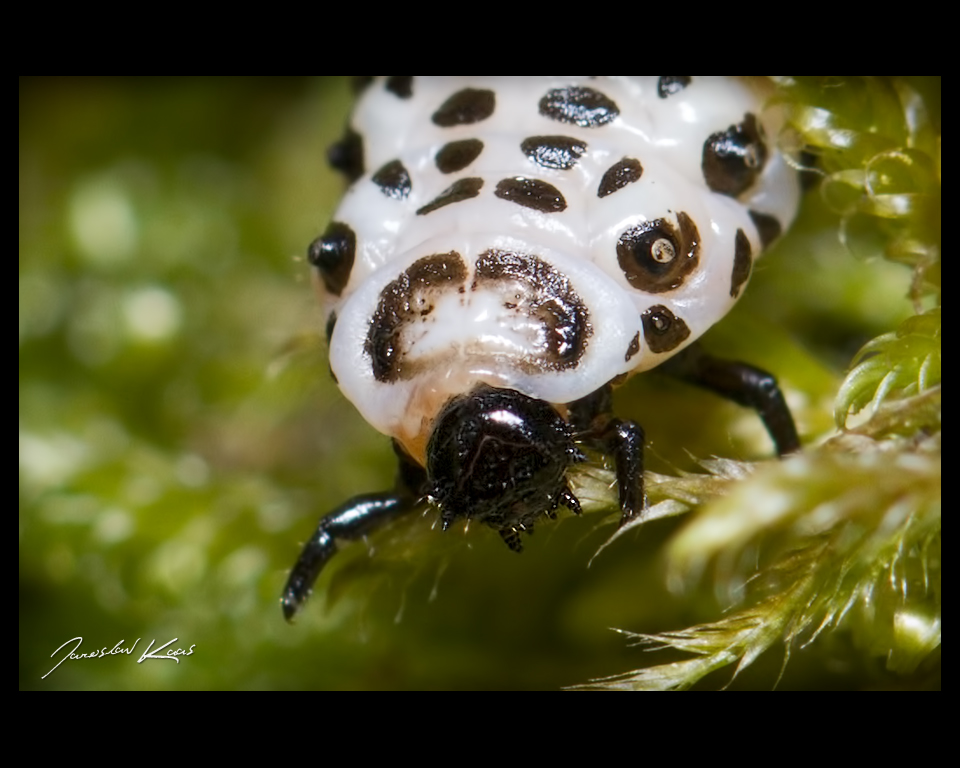 Mandelinka - larva (Chrysomela cuprea - larva), detail, Hradišťany
