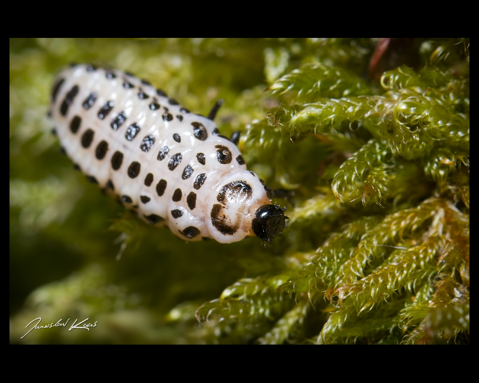 Mandelinka - larva (Chrysomela cuprea - larva), Hradišťany