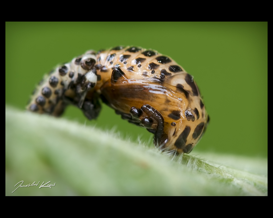 Mandelinka - kuklení (Chrysomela cuprea - pupation), Hradišťany