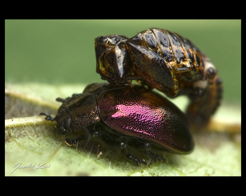 Mandelinka - samec (Chrysomela cuprea - male), Hradišťany