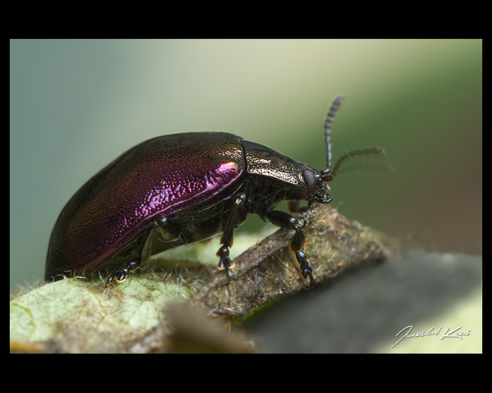 Mandelinka - samec (Chrysomela cuprea - male), Hradišťany