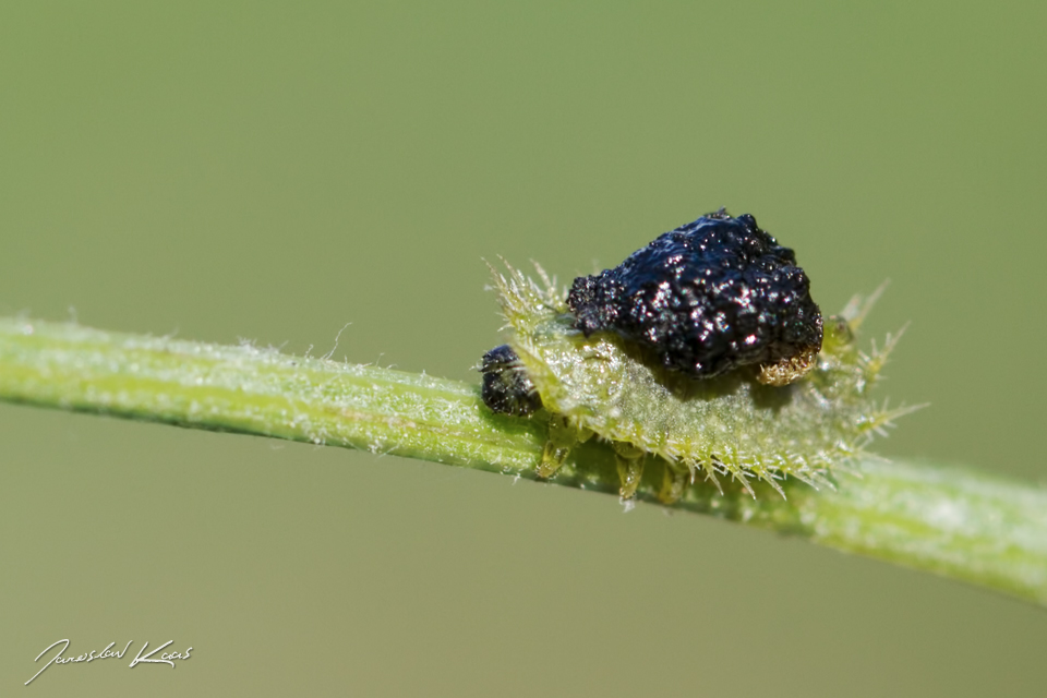 Štítonoš zelený - larva / Cassida cf. viridis - larva / Green Tortoise Beetle, CHKO Pálava, NPR Tabulová